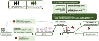 Brain imaging derived phenotypes: a biomarker for the onset of inflammatory bowel disease and a potential mediator of mental complications